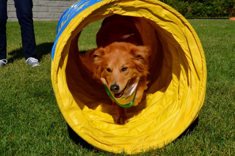 Magical Paws Pet Therapy Woof Fest 2018. (Supplied)