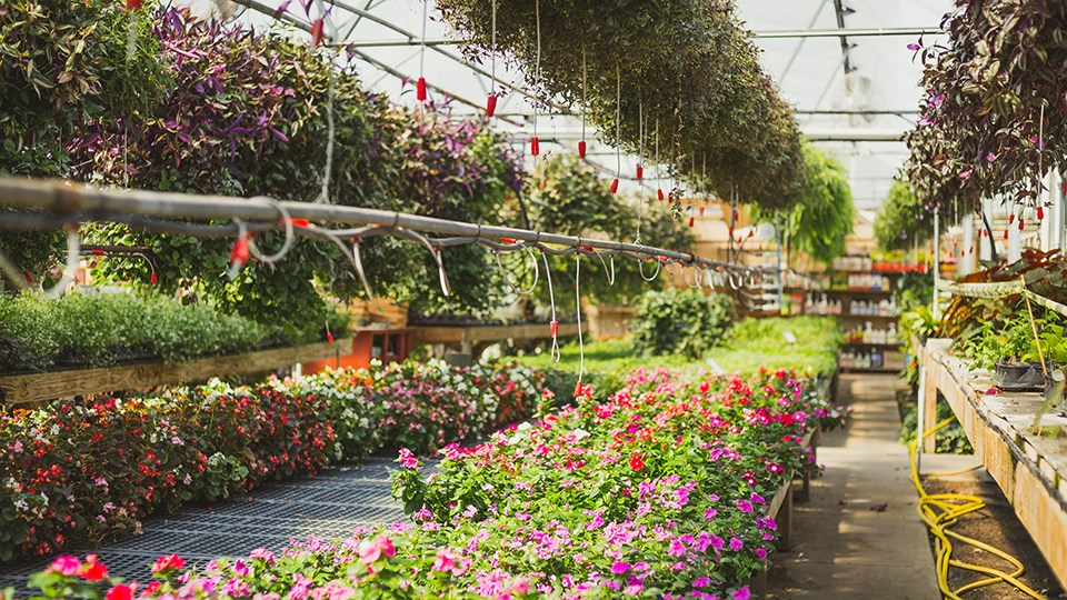 Certain businesses allowed to reopen under strict safety guidelines across Ontario, including garden centres and nurseries. (File)