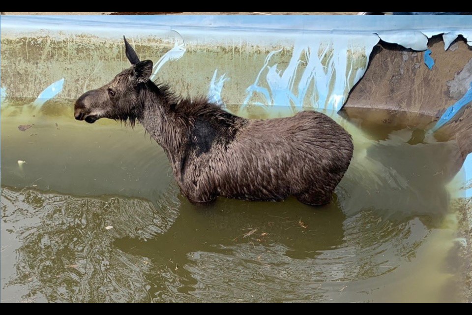 Greater Sudbury Fire Services helped rescue a moose that was trapped in a pool in the Garson area Monday. (Jesse Oshell/Twitter)