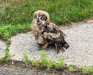 The baby owl found in New Sudbury
