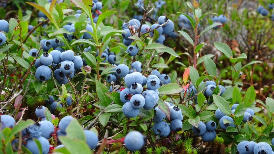 070821_Linda-Derkacz- good blueberry picking spot Sized