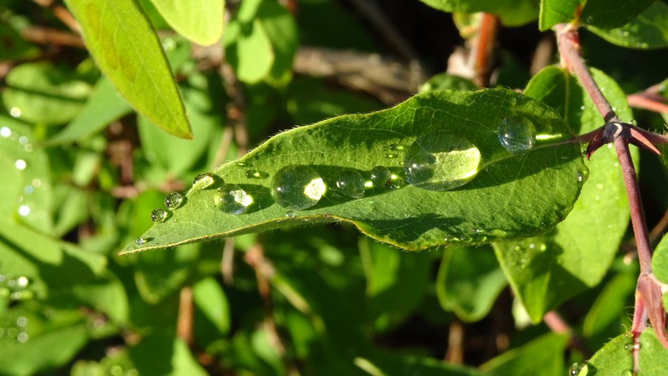 150921_linda-derkacz-raindrops on leaves