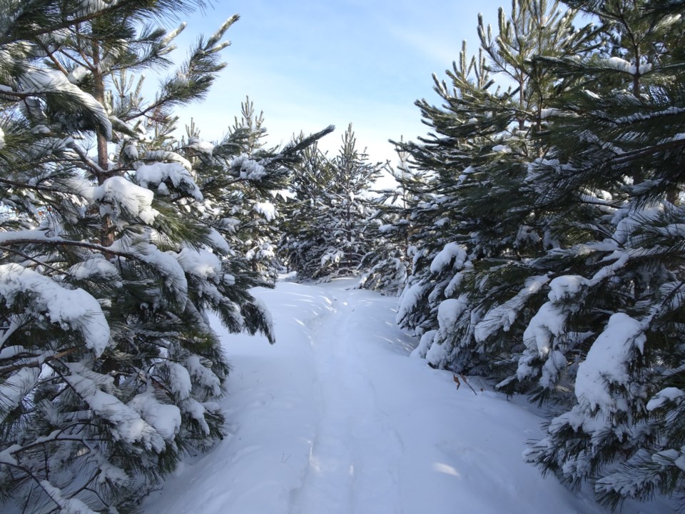 211221_linda-derkacz snowshoe through the pines
