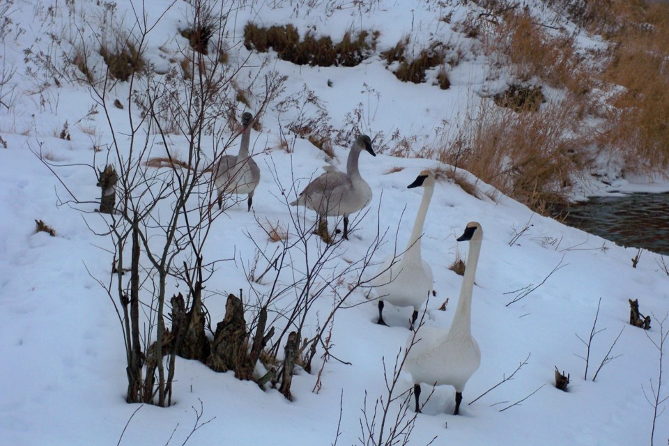 220222_linda-derkacz swans at fielding park Sized