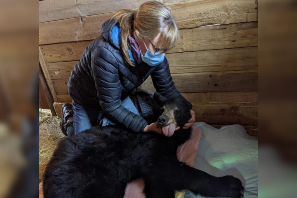 Veterinarian Dr. Morag Maskery works to help fluid down the throat of a three-year-old black bear that was hit by a vehicle and rehabilitated at the Turtle Pond Wildlife Centre in Val Caron.
Image: Facebook
