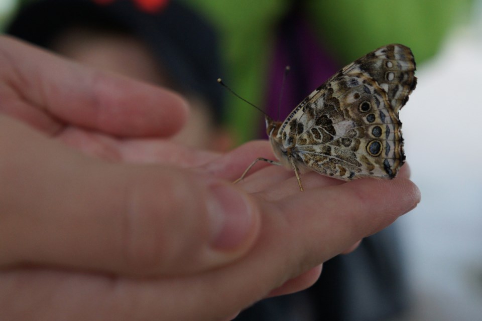 One of the Painted Lady butterflies released on Aug. 7 at the Maison McCulloch Hospice's butterfly release.