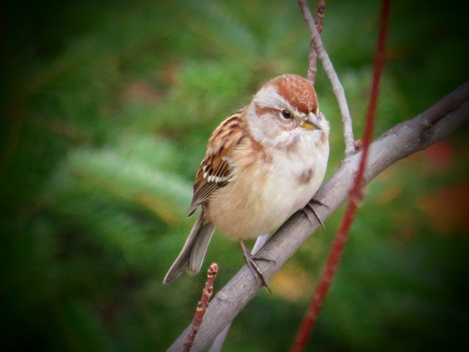 141022_denise-kitchin-sparrow