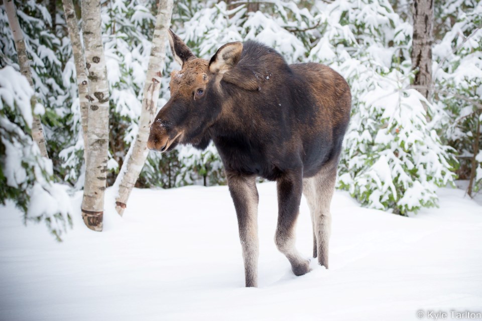 240123_kyletarlton_moosesized