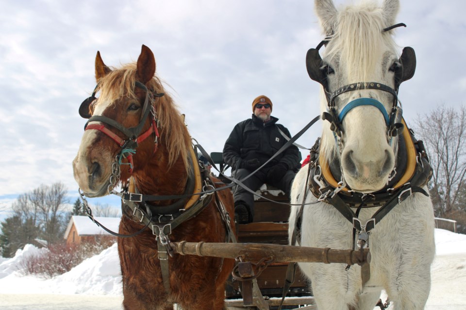 Andre Bertrand from Wagon Wheel Ranch is seen with draft horses Max and Molly at the Anderson Field Museum property on Saturday. 