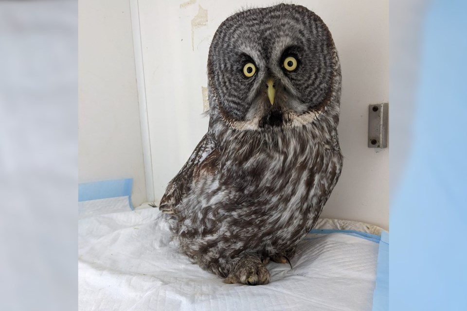 A Great Grey owl rescued by the Turtle Pond Wildlife Centre
