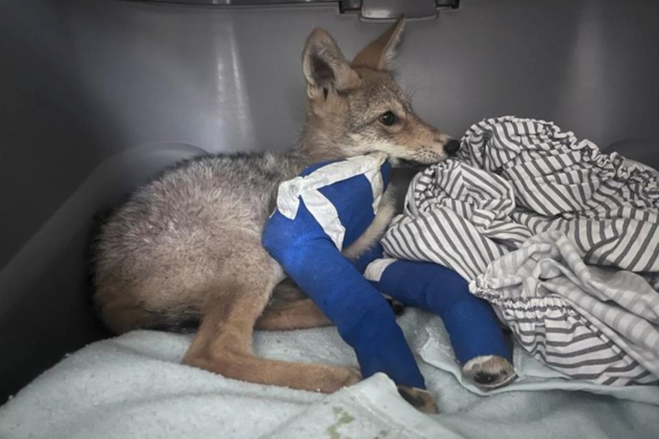 A coyote is seen in recovery at the Aspen Valley Wildlife Sanctuary after having her two front legs broken in a motor vehicle incident earlier this month.