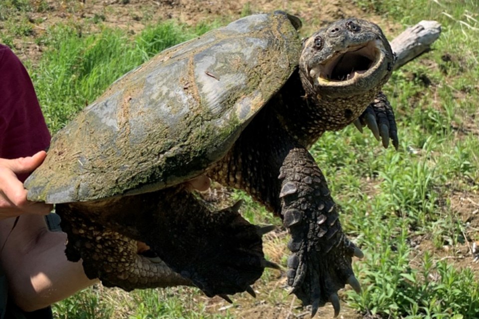 Field biologist Laura Drektraan holds up a 10.5 kg snapping turtle measuring 33 cm in shell length, which was found in a shallow marsh in Garson. This is the largest turtle the Junction Creek Stewardship Committee has found as part of their ongoing turtle survey. The committee noted that all turtles were handled with appropriate training, permits and animal care protocol.