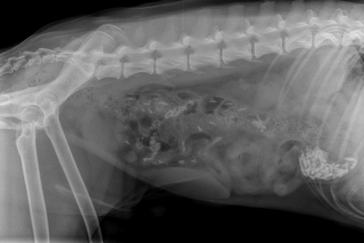 Pets & Animals: When does my pet require crisis treatment? Pets & Animals: When does my pet require crisis treatment?