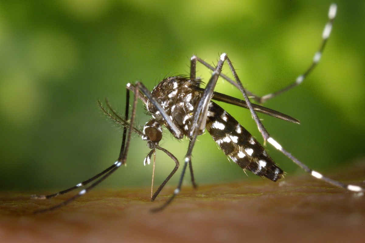 Manitoulin-muggen testen positief op West-Nijlvirus