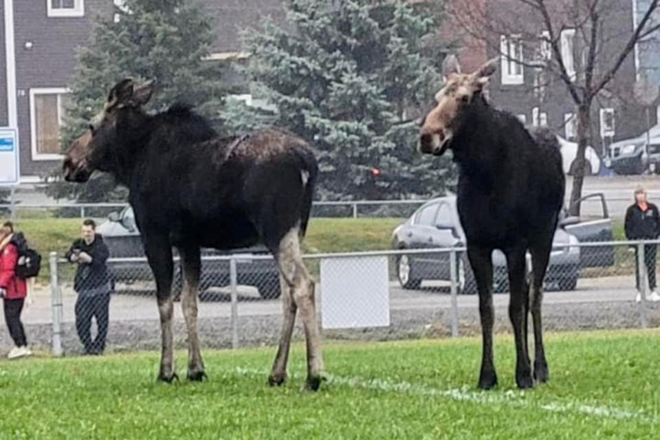 Moose are seen enjoying their time at École secondaire du Sacré-Cœur in Sudbury on Oct. 26.