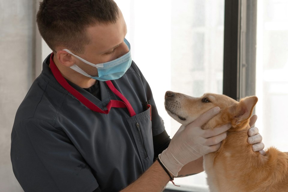 180424_veterinarian_dog_pexels