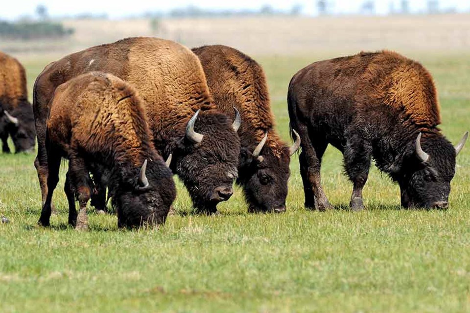 280624_bison
