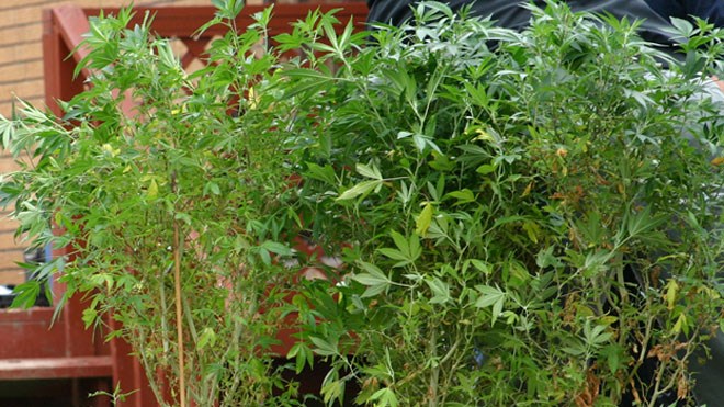 201213_Marijuana_Plants