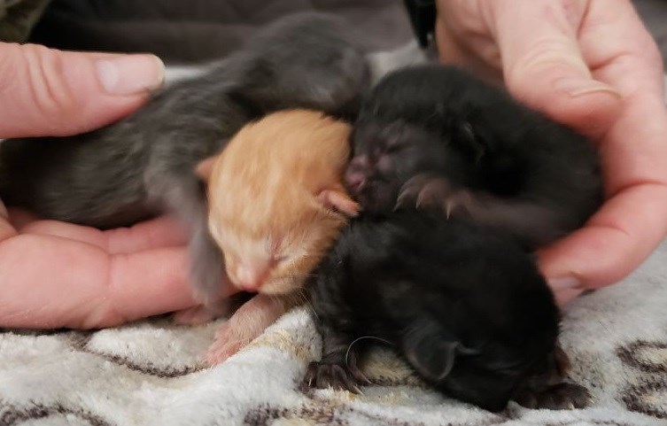 Four kittens were found in a dumpster in an apartment complex early Wednesday morning. (Supplied)