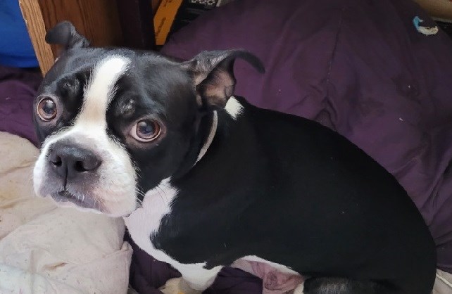 The three dogs are all Boston Terriers between the ages of one and four years old. (Aug. 23, 2024)