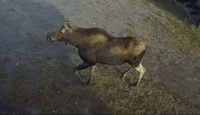 moose-cable
