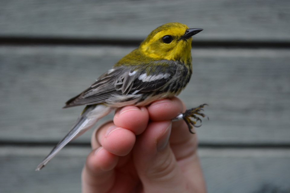 Green Warbler