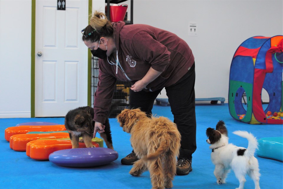 Tammy Williams is the owner and head trainer of Pawsitively Social Canine Adventures. (Ian Kaufman, tbnewswatch.com)