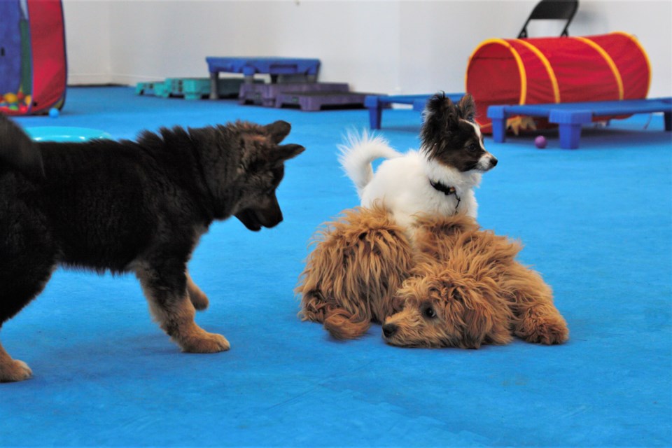 Pawsitively Social specializes in puppy socialization and training.