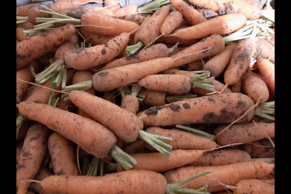 Carrots are biennial so the roots are harvested and stored all winter, then replanted the following year. 