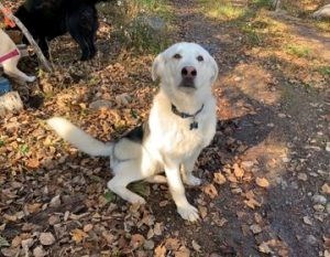 Rooster is a one-year-old Husky cross. (Murillo Mutts)