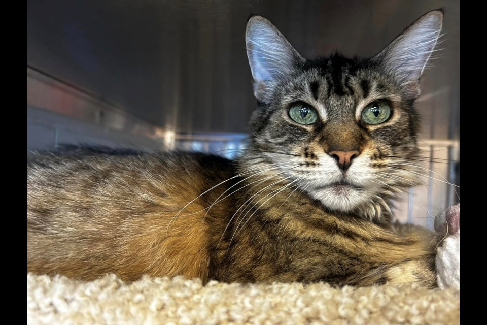 Brown Tabby Ramsey, 12+ years old, is one of the senior pets the Thunder Bay Humane Society is offering for adoption. (Thunder Bay District Humane Society)