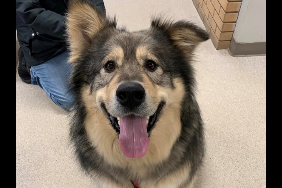 Three-year-old Shepherd mix Barkley is among the animals the Thunder Bay and District Humane Society is looking to find homes for. (Thunder Bay and District Humane Society/Facebook)