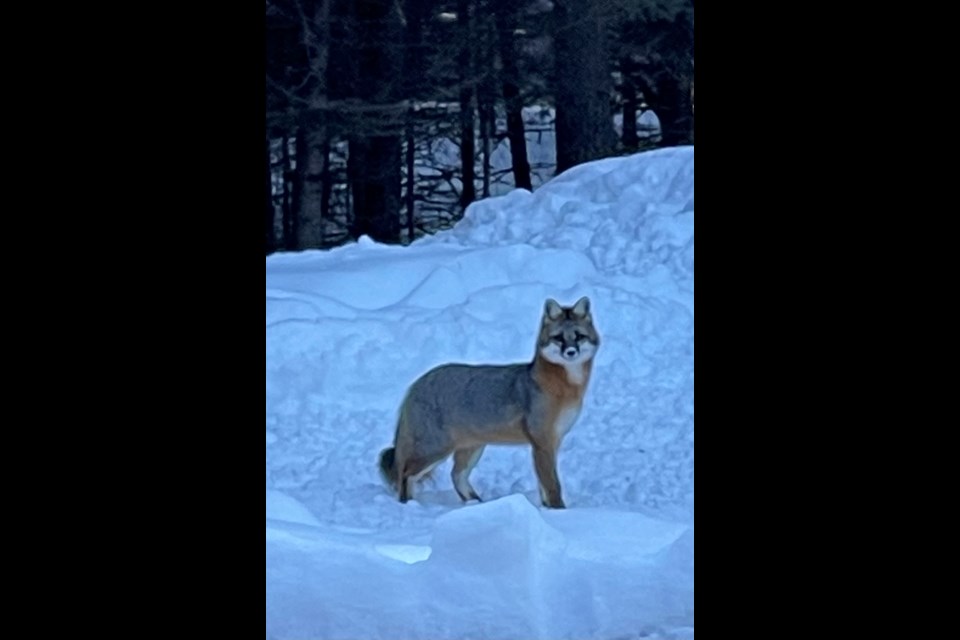 Photo of a grey fox (Urocyon cinereoargenteus) taken in my backyard on my forested property in Nolalu on January 31, 2023. (Teresa Patcheson)