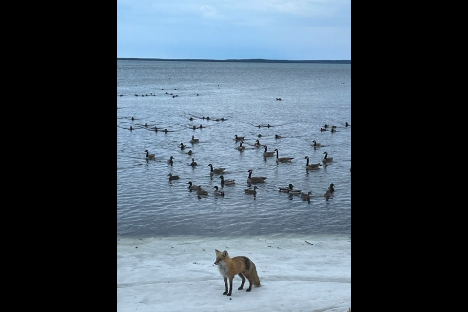 Sibley Bay in Black Bay on Lake Superior. Ducks, geese, and fox on April 15 before the rain. (Beverly Joyce)