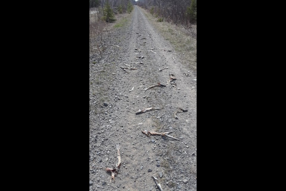Fish discarded along old CN rail bed