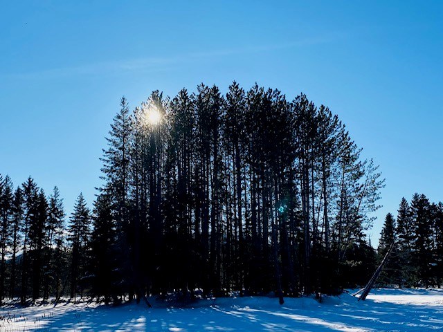 250129_tx_pauline-hainey7_nwo_sn