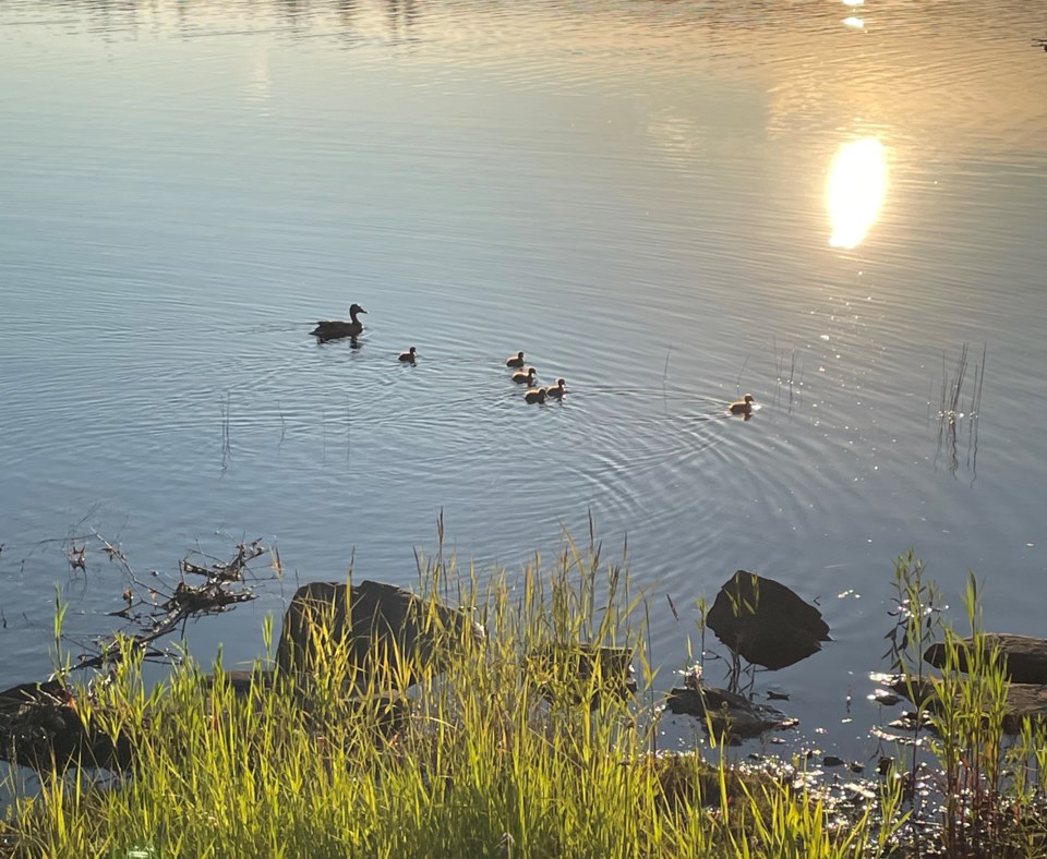 250630_tx_elaine-burton_3