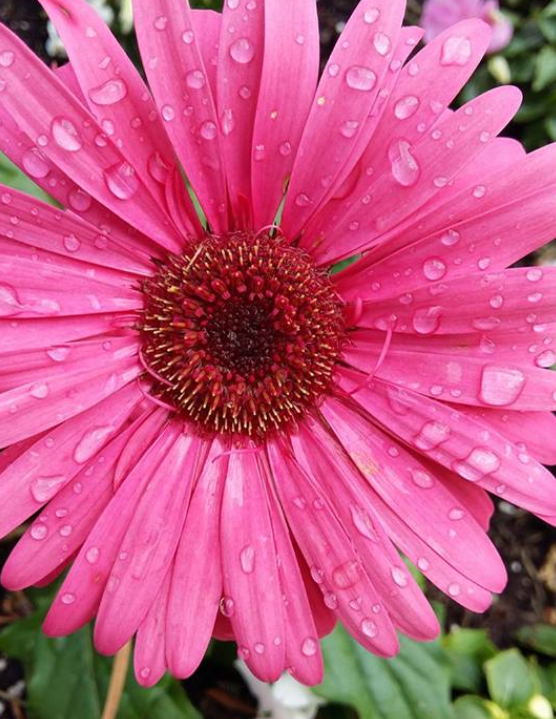 Flower1
