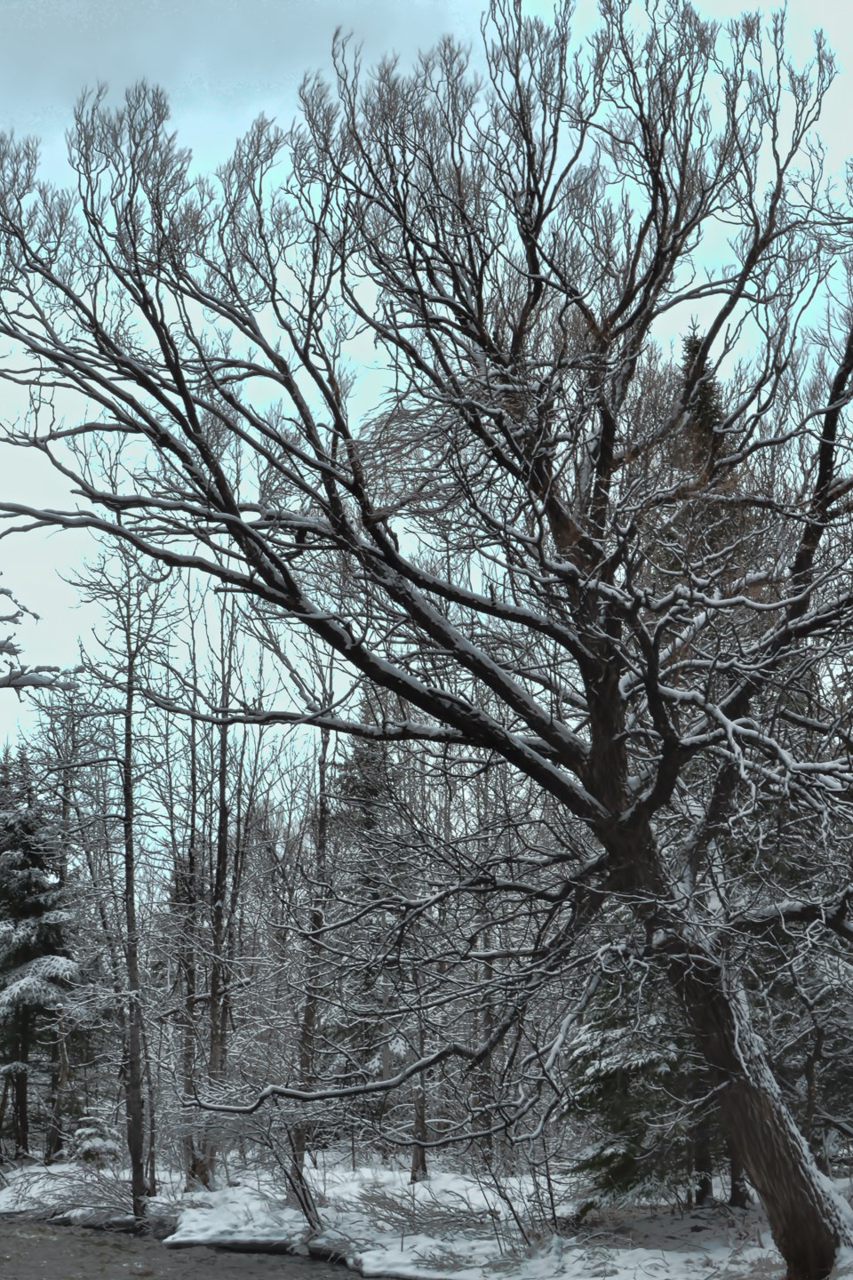 DSC_3637-1