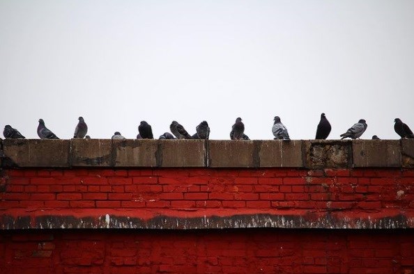 sshindlephotos20201219