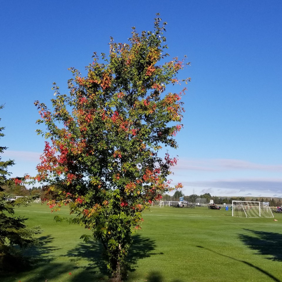Fall - Tree Soccer