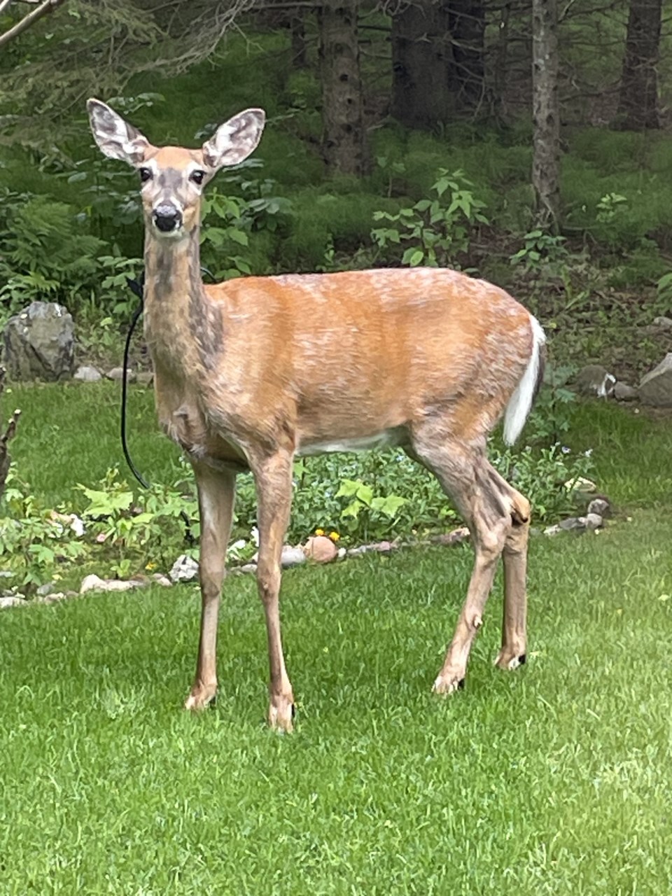 rosanna-boutilier-june-18