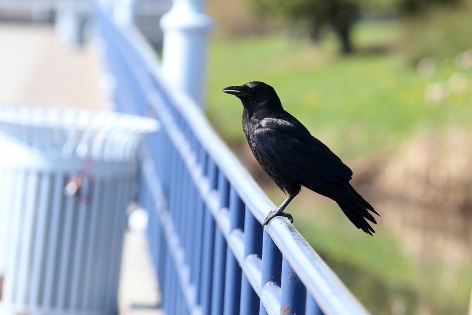 Crow