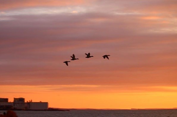 sshindlephotos20201111