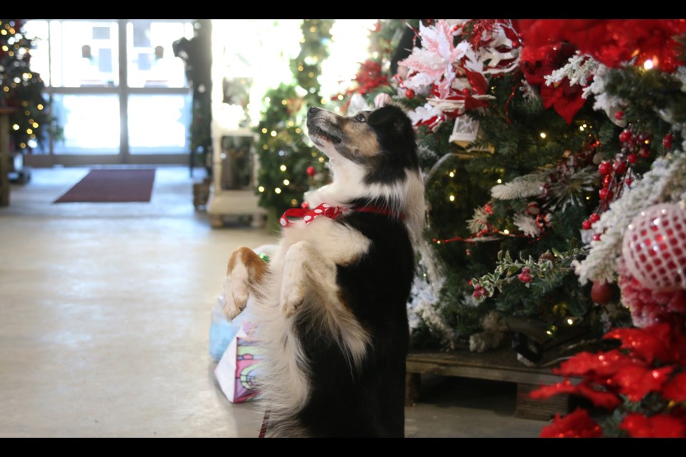 Australian Sheppard, Cheers, gets ready for the holidays, staring in the All-Star K9 Academy movie, Canine Christmas. 