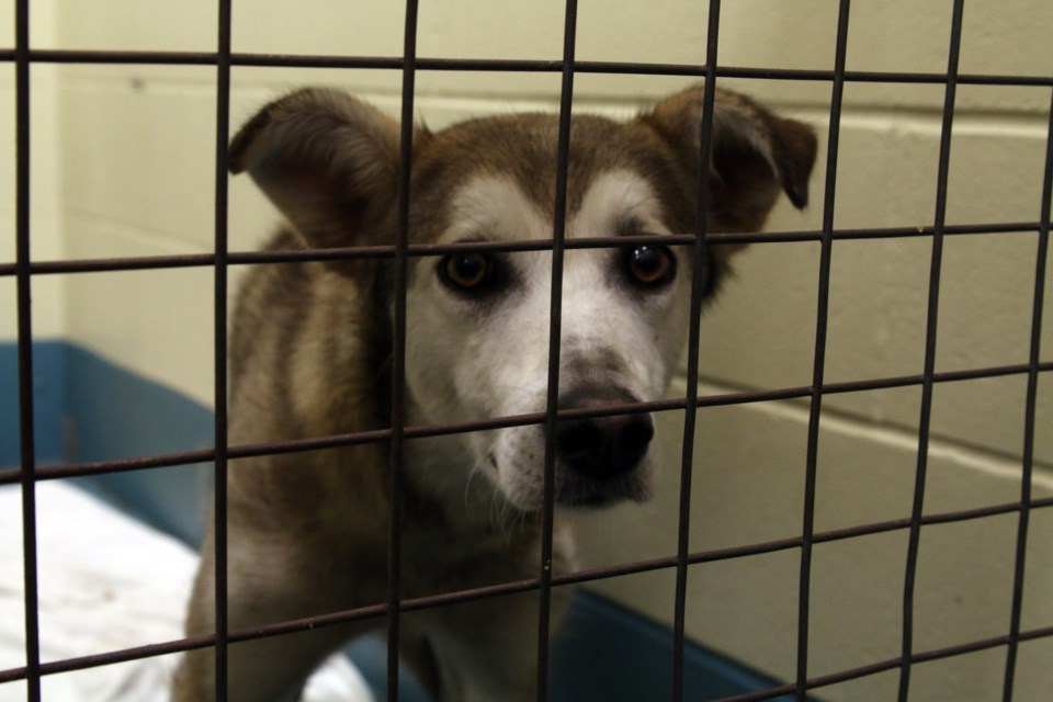 The health of 12 dogs rescued near Longlac has been improving steadily over the last two months. 