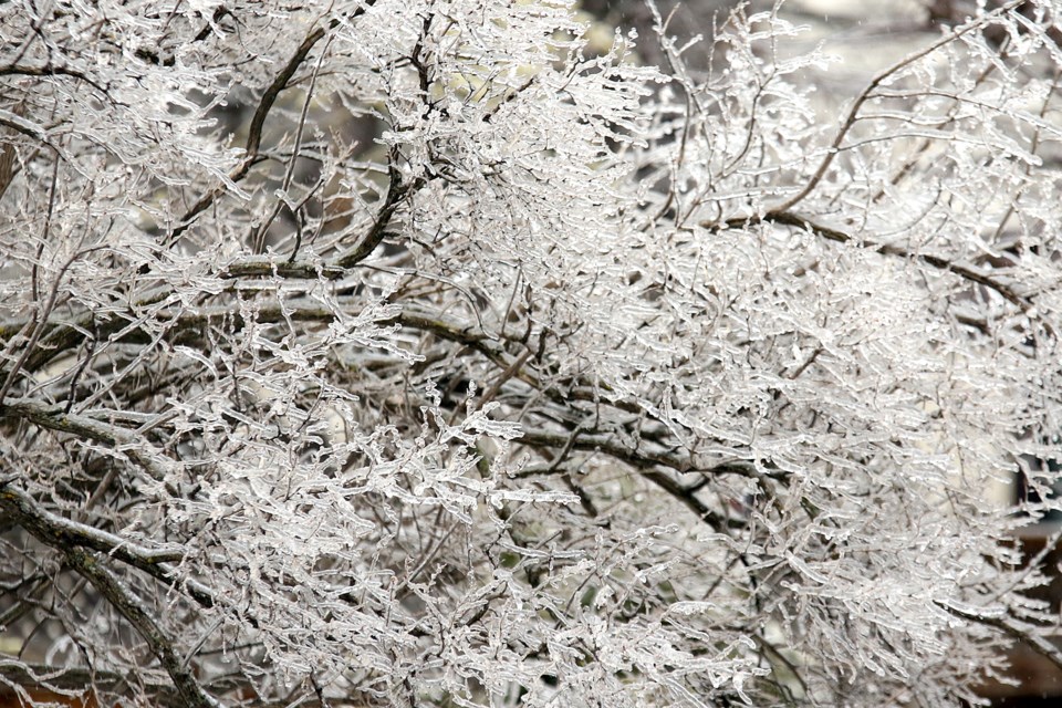 Ice covered Tree