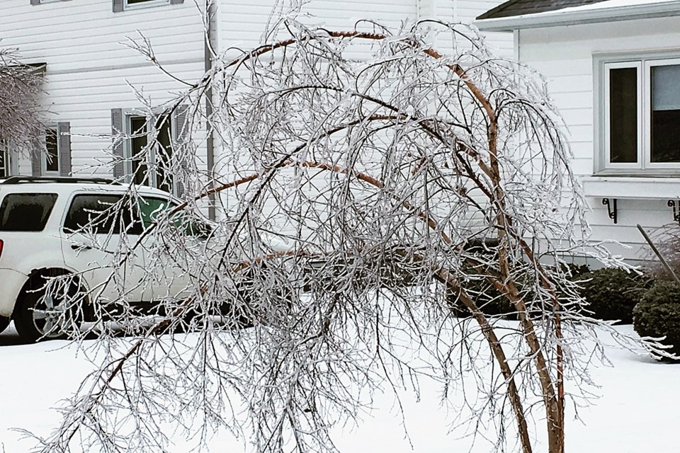 Ice Tree 2