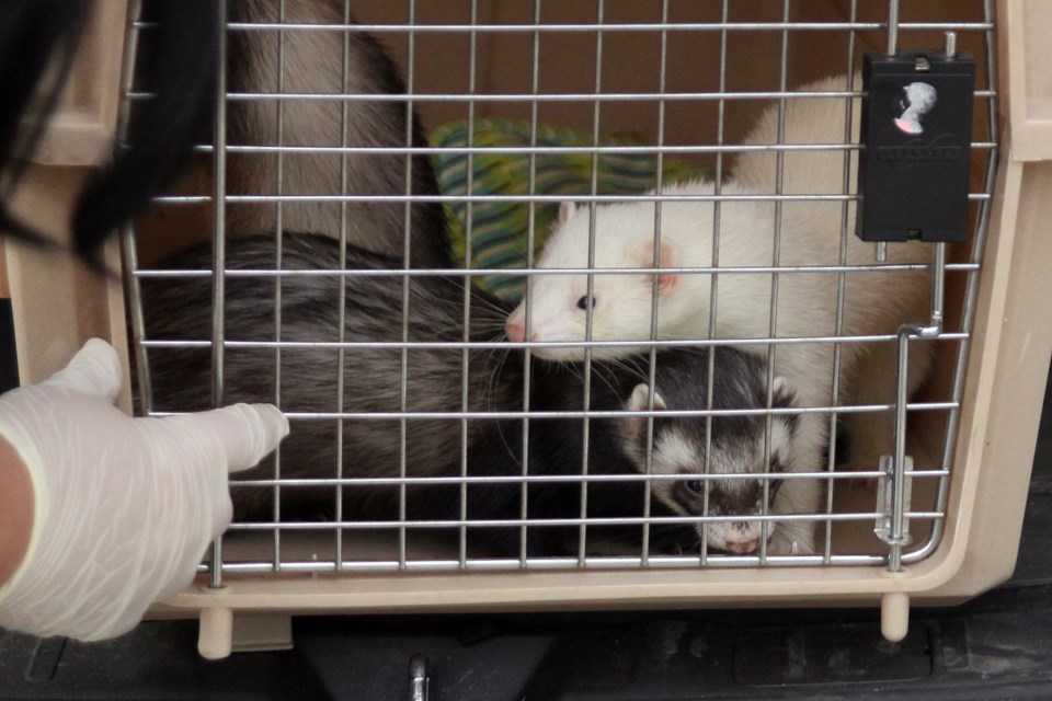 Ferrets