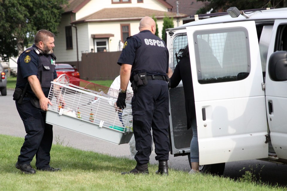 OSPCA agents remove a rabbit from an Alexandria Street home on Friday. (Matt Vis, tbnewswatch.com)